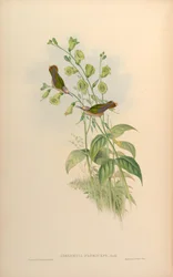 Adelomyia floriceps